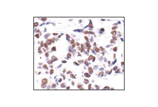Immunohistochemistry Image 4: CREB (48H2) Rabbit Monoclonal Antibody (BSA and Azide Free)