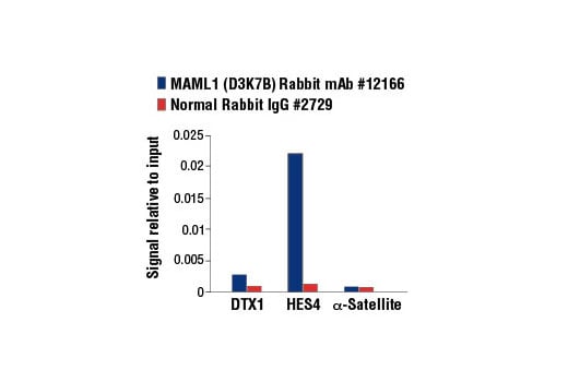 Chromatin Immunoprecipitation Image 3: MAML1 (D3K7B) Rabbit Monoclonal Antibody