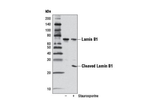 Western Blotting Image 3: Lamin B1 (D4Q4Z) Rabbit Monoclonal Antibody