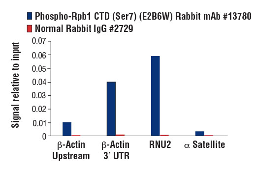 undefined Image 33: Rpb1 CTD Antibody Sampler Kit