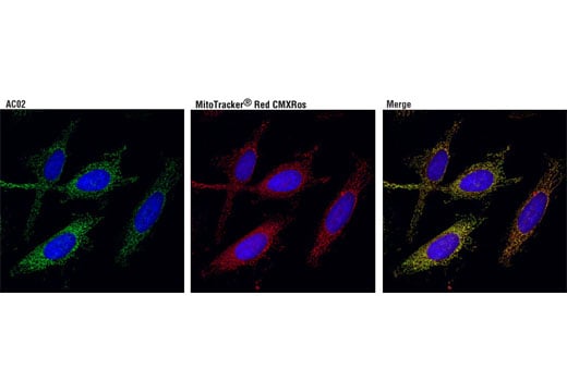Immunofluorescence Image 1: ACO2 (D6D9) XP<sup>®</sup> Rabbit mAb