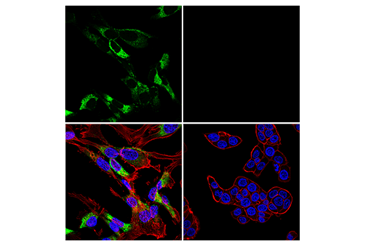 Immunofluorescence Image 1: COL1A1 (E8F4L) Rabbit Monoclonal Antibody (Alexa Fluor<sup>®</sup> 488 Conjugate)
