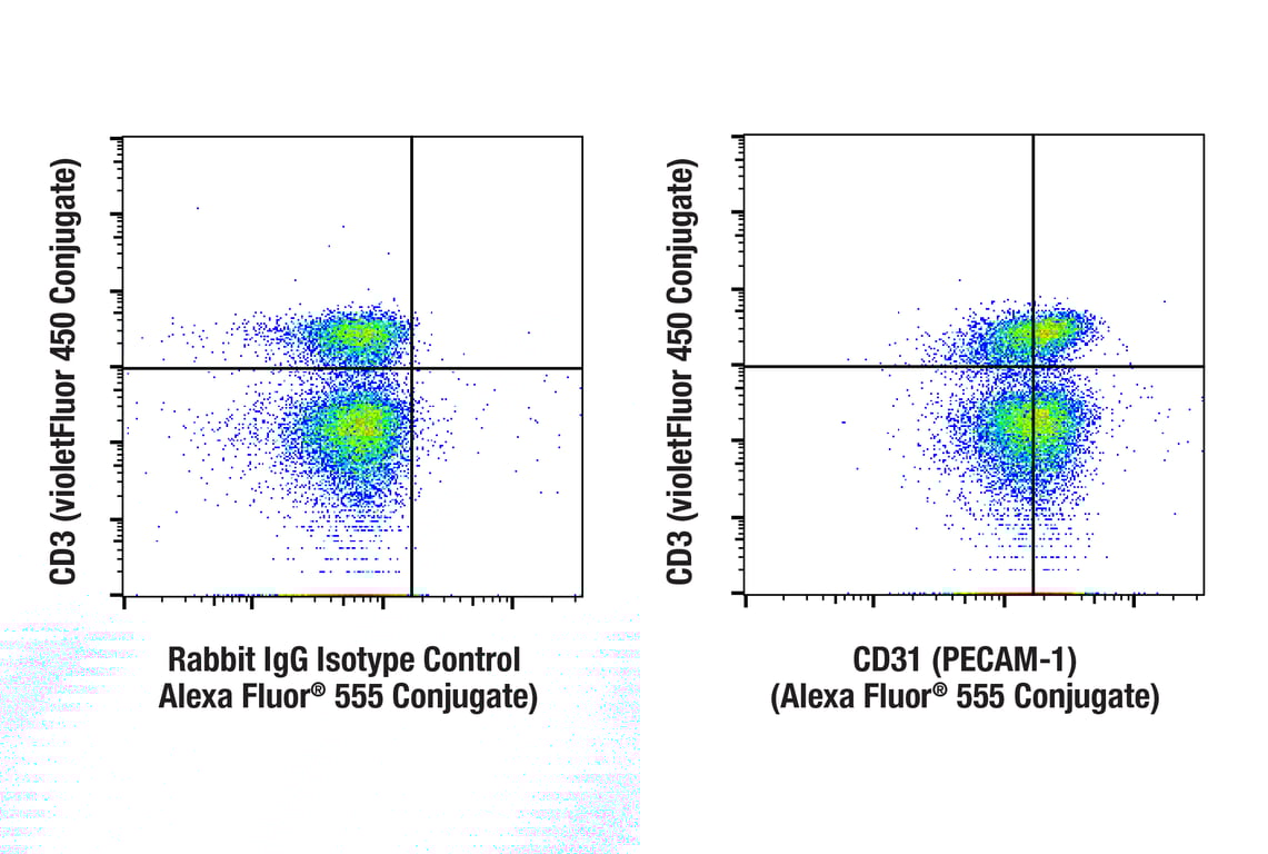 Flow Cytometry Image 1: CD31 (PECAM-1) (F2N3M) Rabbit Monoclonal Antibody (Alexa Fluor<sup>®</sup> 555 Conjugate)