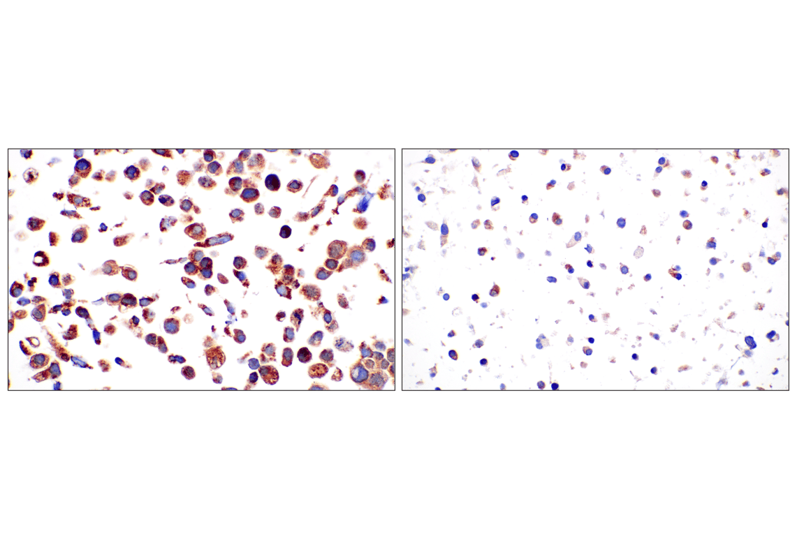 Immunohistochemistry Image 10: Frataxin (F4V2S) Rabbit Monoclonal Antibody