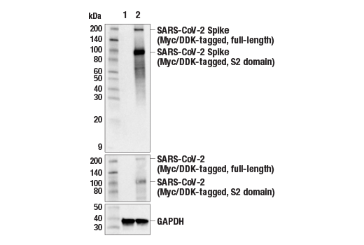 Western Blotting Image 2: SARS-CoV-2 Spike Protein (S2) (E7V3M) Rabbit Monoclonal Antibody