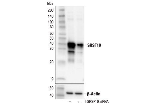 Western Blotting Image 2: SRSF10 (E9A6K) Rabbit Monoclonal Antibody