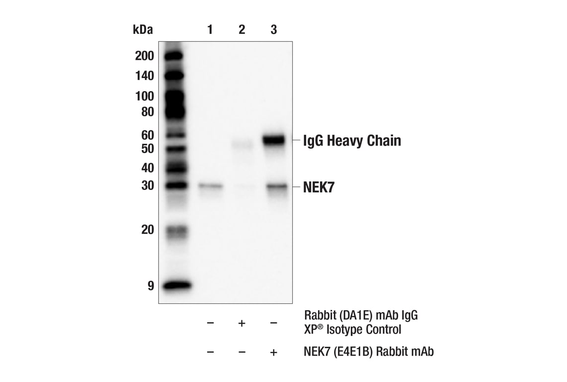 Immunoprecipitation Image 1: NEK7 (E4E1B) Rabbit Monoclonal Antibody