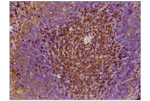 Immunohistochemistry Image 2: VISTA (D5L5T) Rabbit Monoclonal Antibody (BSA and Azide Free)