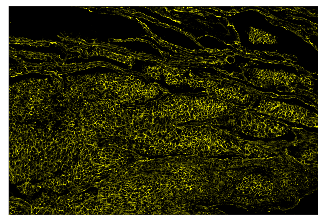 Immunohistochemistry Image 3: Na,K-ATPase alpha1 (D4Y7E) & CO-0079-647 SignalStar<sup>™</sup> Oligo-Antibody Pair