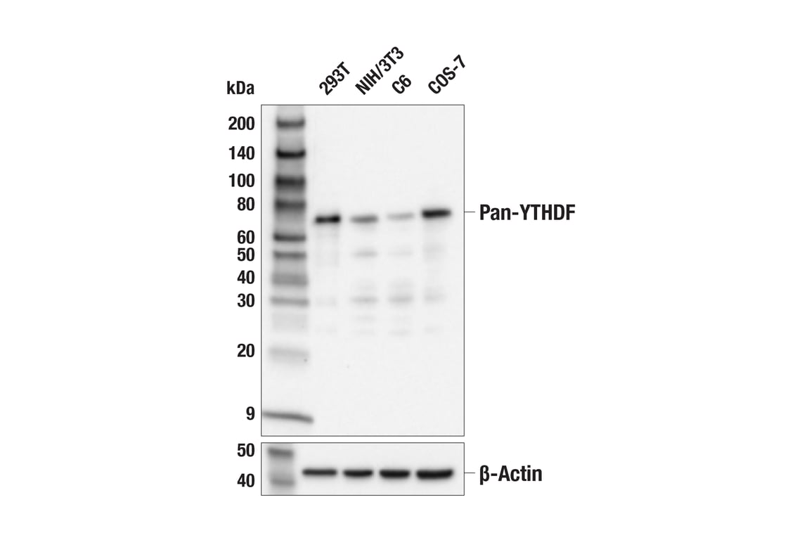Western Blotting Image 3: Pan-YTHDF (E6C3O) Rabbit Monoclonal Antibody