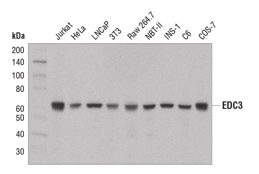 Western Blotting Image 1: EDC3 (D2T7U) Rabbit mAb