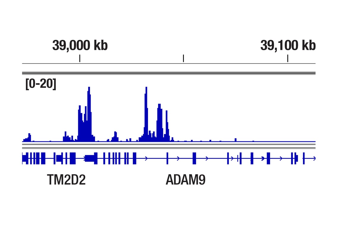 CUT & Tag Image 1: Mono-Methyl-Histone H3 (Lys4) (D1A9) Rabbit Monoclonal Antibody