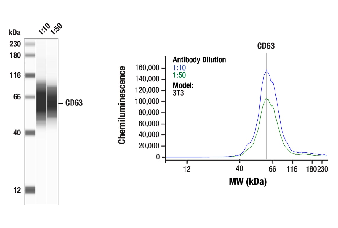 Western Blotting Image 1: CD63 (F8P5K) Rabbit Monoclonal Antibody