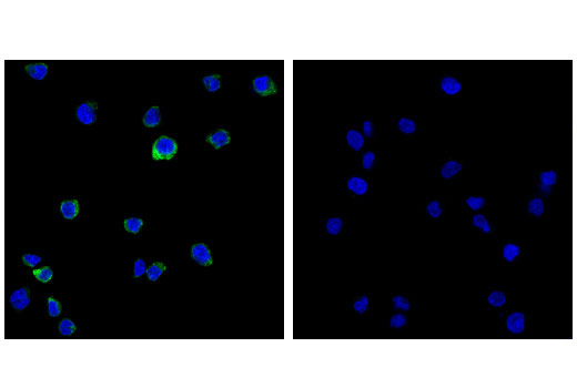 undefined Image 17: Toll-like Receptor Antibody Sampler Kit II