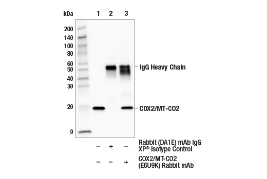 Immunoprecipitation Image 1: COX2/MT-CO2 (E6U9K) Rabbit Monoclonal Antibody