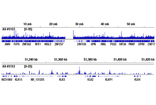 CUT & RUN Image 2: Androgen Receptor (D6F11) Rabbit Monoclonal Antibody