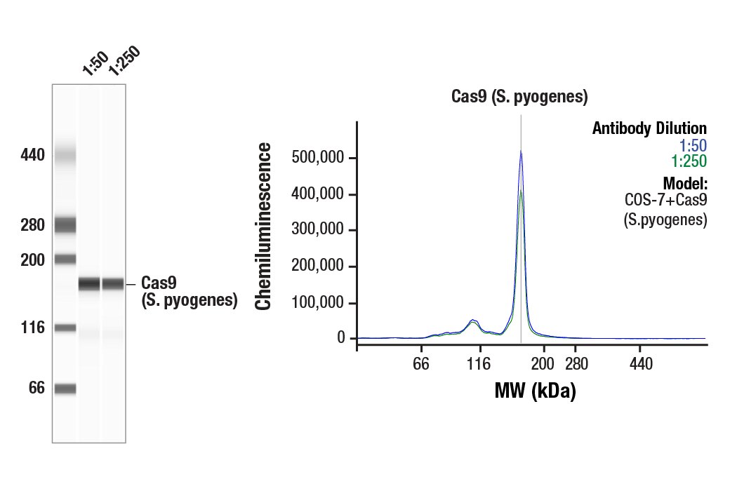 Western Blotting Image 1: Cas9 (<i>S. pyogenes</i>) (E7M1H) Rabbit Monoclonal Antibody