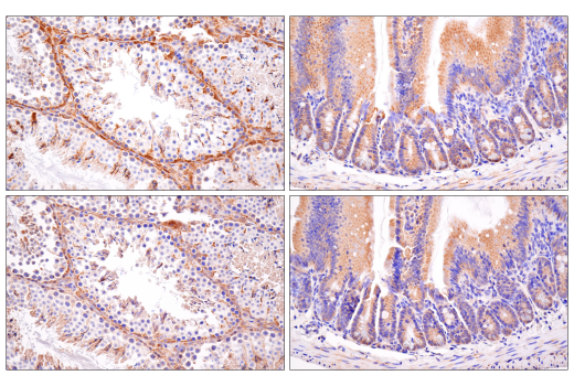 Immunohistochemistry Image 6: MAVS (E8Z7M) Rabbit Monoclonal Antibody (BSA and Azide Free)
