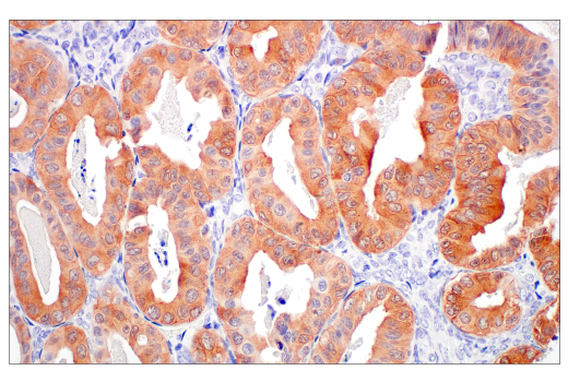 Immunohistochemistry Image 5: Villin-1 (CWWB1) Mouse Monoclonal Antibody