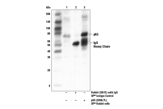 Immunoprecipitation Image 1: p63 (D9L7L) Rabbit Monoclonal Antibody