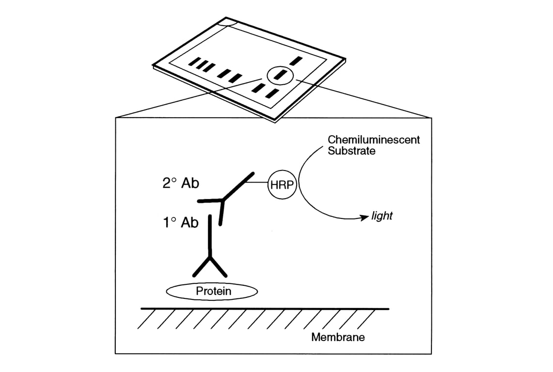 Western Blotting Image 1: 20X LumiGLO® Reagent and 20X Peroxide