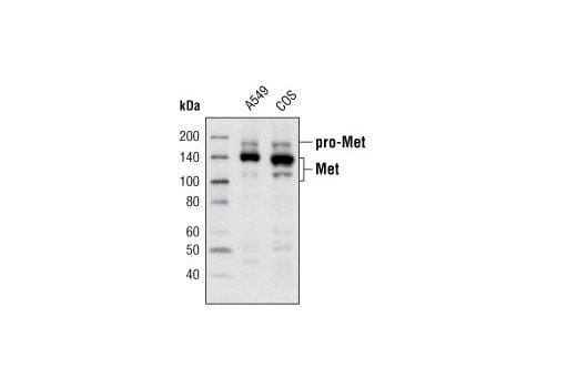 Western Blotting Image 1: Met (L41G3) Mouse mAb (Biotinylated)
