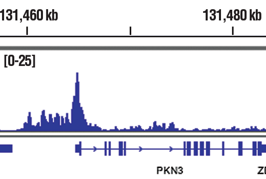 Chromatin Immunoprecipitation Image 1: CHD4 (D4B7) Rabbit Monoclonal Antibody