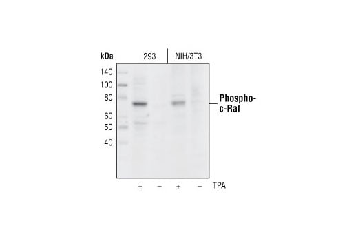 undefined Image 9: Raf Family Antibody Sampler Kit