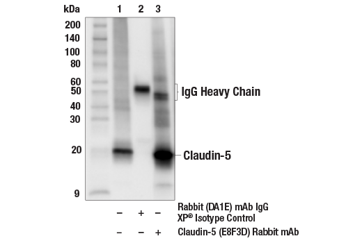 Immunoprecipitation Image 1: Claudin-5 (E8F3D) Rabbit Monoclonal Antibody