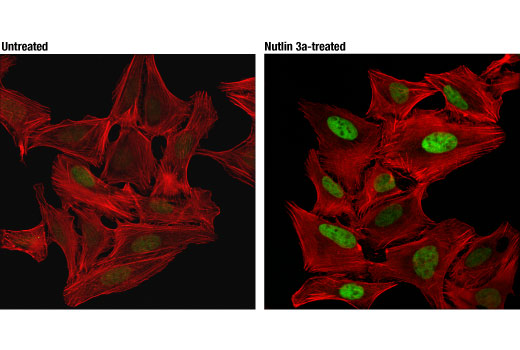Immunofluorescence Image 1: MDM2 (D1V2Z) Rabbit Monoclonal Antibody