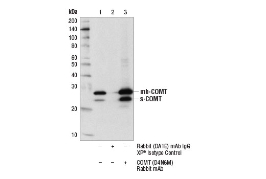 Immunoprecipitation Image 1: COMT (D4N6M) Rabbit Monoclonal Antibody