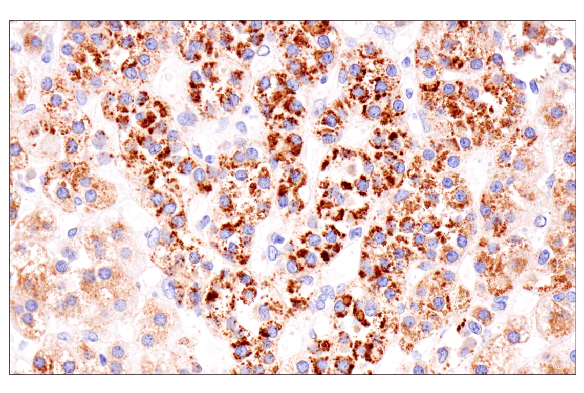Immunohistochemistry Image 7: Presenilin 2 (F7E5Q) Rabbit Monoclonal Antibody