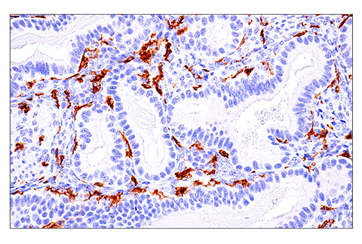 Immunohistochemistry Image 8: LAIR-1 (E7X6I) Rabbit Monoclonal Antibody
