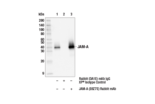 Immunoprecipitation Image 1: JAM-A (E6Z7E) Rabbit Monoclonal Antibody