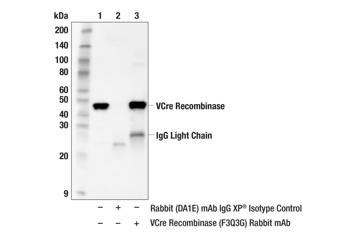Immunoprecipitation Image 1: VCre Recombinase (F3Q3G) Rabbit Monoclonal Antibody