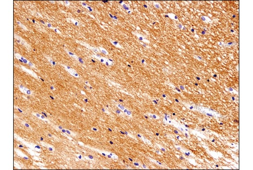 Immunohistochemistry Image 1: Thy1/CD90 (D3V8A) Rabbit Monoclonal Antibody