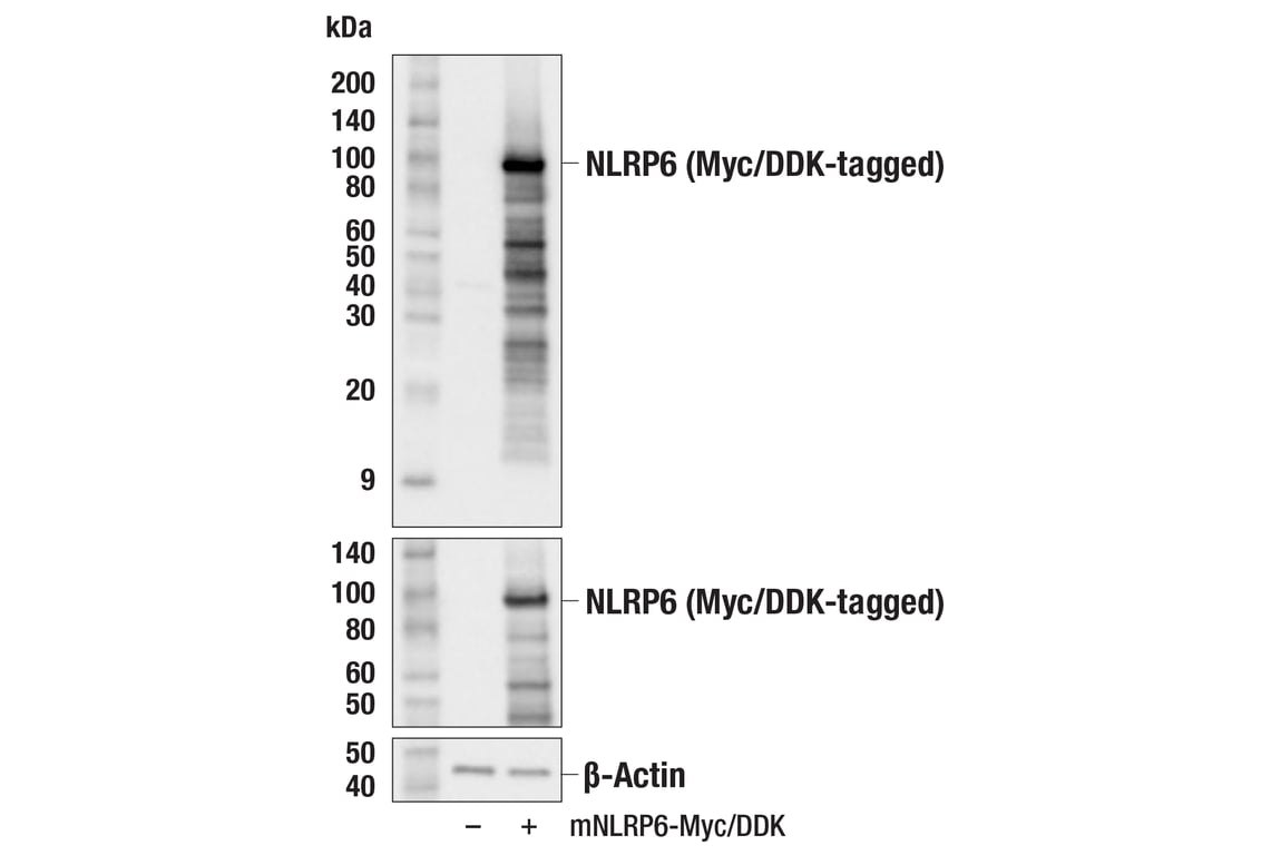 Western Blotting Image 2: NLRP6 (F8J8R) Rabbit Monoclonal Antibody