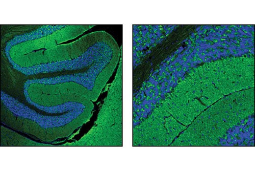 Immunofluorescence Image 1: NSF (D31C7) Rabbit Monoclonal Antibody (BSA and Azide Free)