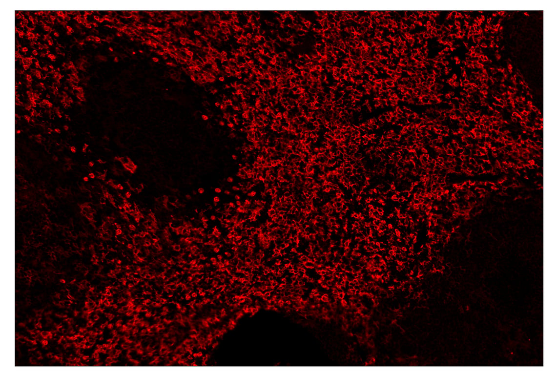 Immunohistochemistry Image 4: F4/80 (D2S9R) & CO-0042-594 SignalStar<sup>™</sup> Oligo-Antibody Pair