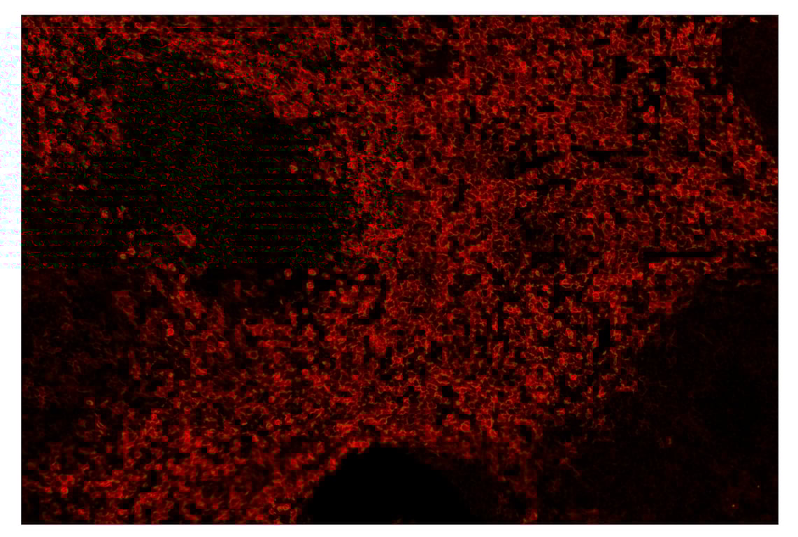Immunohistochemistry Image 4: F4/80 (D2S9R) & CO-0042-488 SignalStar<sup>™</sup> Oligo-Antibody Pair