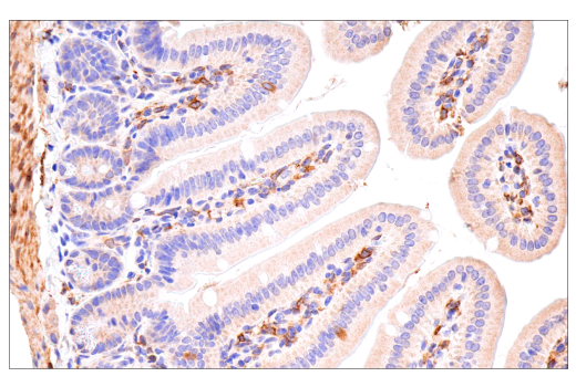 Immunohistochemistry Image 9: Cox2 (D5H5) Rabbit Monoclonal Antibody (BSA and Azide Free)