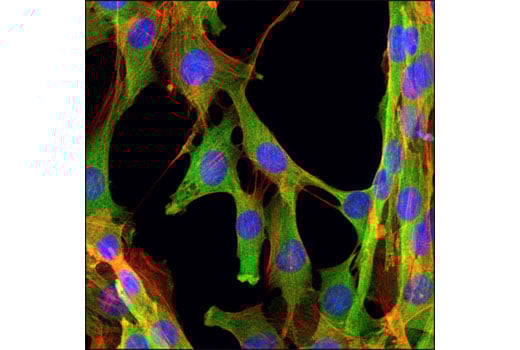 Immunofluorescence Image 1: GAPDH (D16H11) Rabbit Monoclonal Antibody (BSA and Azide Free)