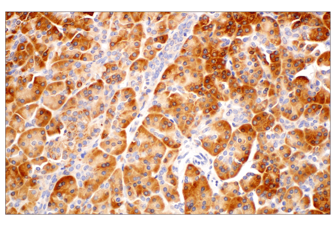 Immunohistochemistry Image 4: RACK1 (D59D5) Rabbit Monoclonal Antibody (BSA and Azide Free)