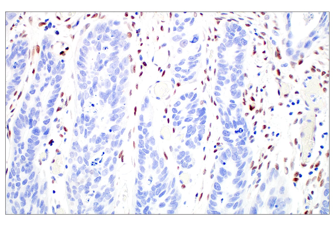Immunohistochemistry Image 5: Basic FGF (E5Y6M) Rabbit Monoclonal Antibody