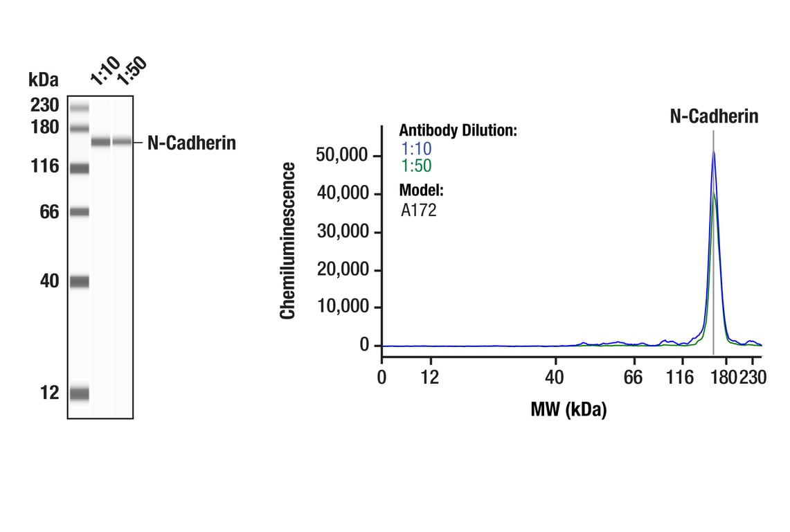 undefined Image 15: Epithelial-Mesenchymal Transition (EMT) Antibody Sampler Kit