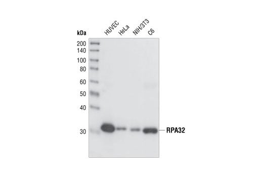 Western Blotting Image 1: RPA32/RPA2 (4E4) Rat mAb