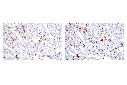 Immunohistochemistry Image 2: Iba1/AIF-1 (E5N4J) Mouse Monoclonal Antibody