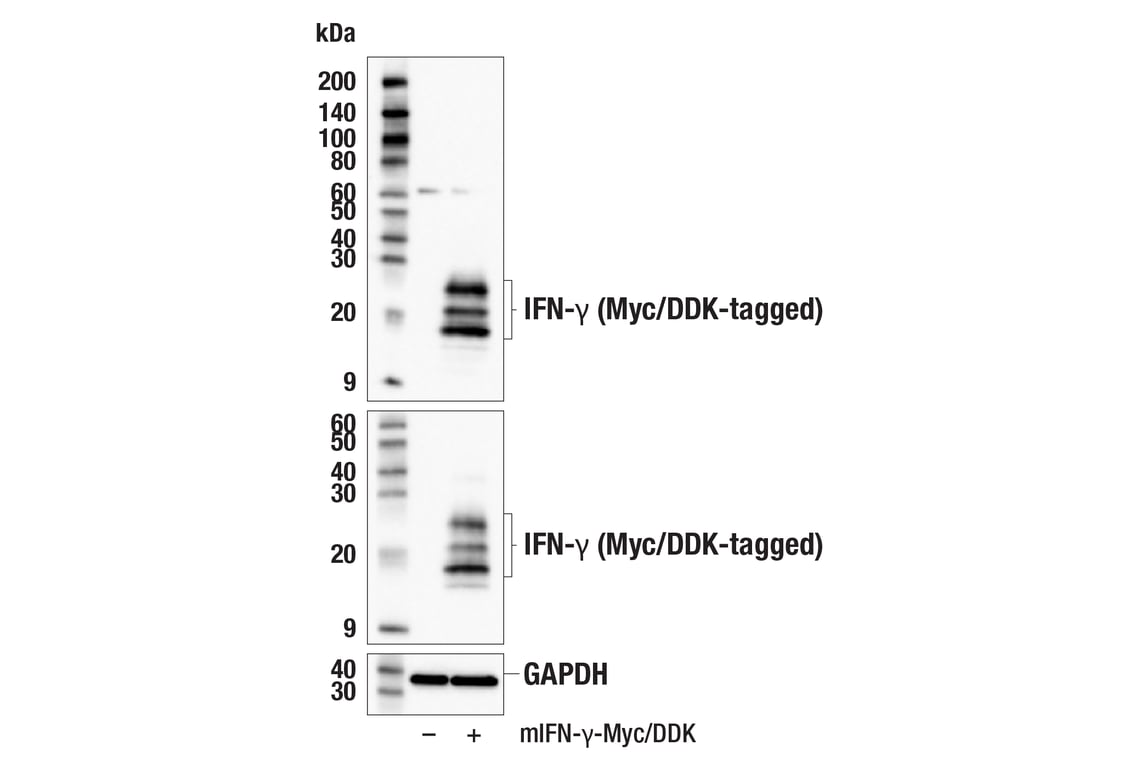 Western Blotting Image 3: IFN-gamma (E3V1X) Rabbit Monoclonal Antibody