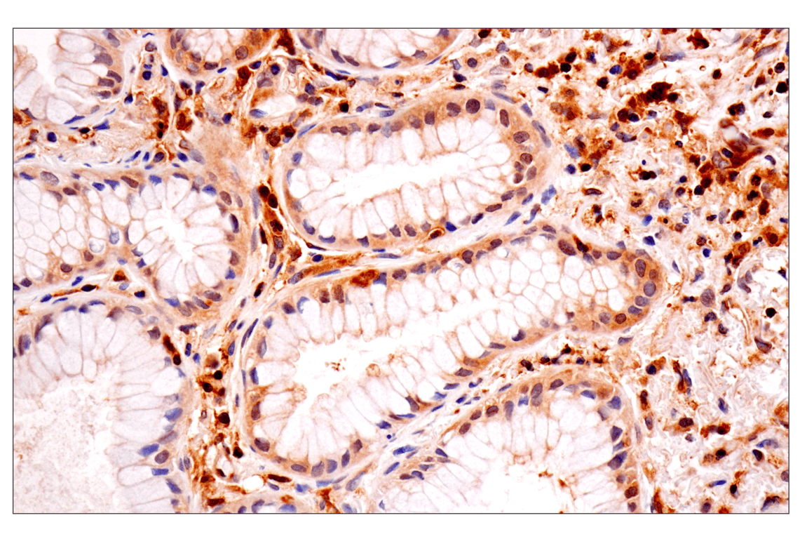 Immunohistochemistry Image 3: TRIM21 (D1O1D) Rabbit Monoclonal Antibody