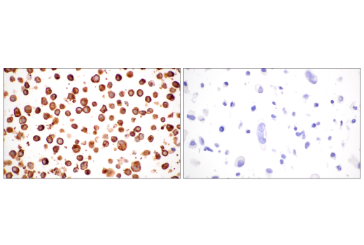 Immunohistochemistry Image 10: CD235a/Glycophorin A (JC159) Rabbit Monoclonal Antibody